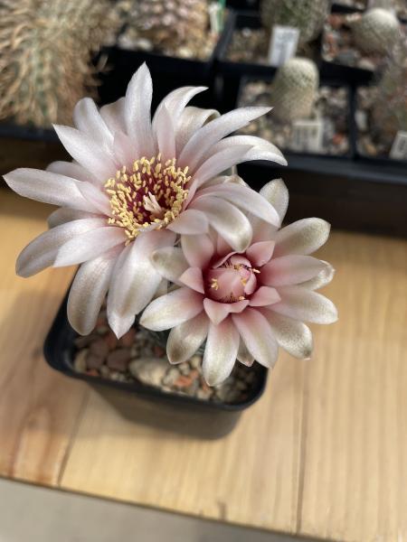 Gymnocalycium parvulum